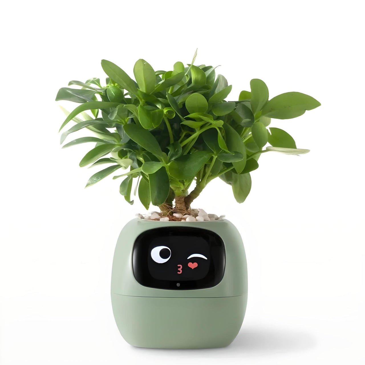 Ivy Smart Planter